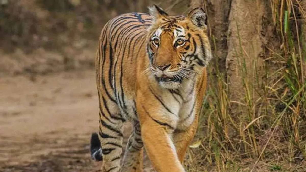 खेतों में घूम रहे बाघ : किसान और छात्र परेशान, घरों में कैद होने को मजबूर