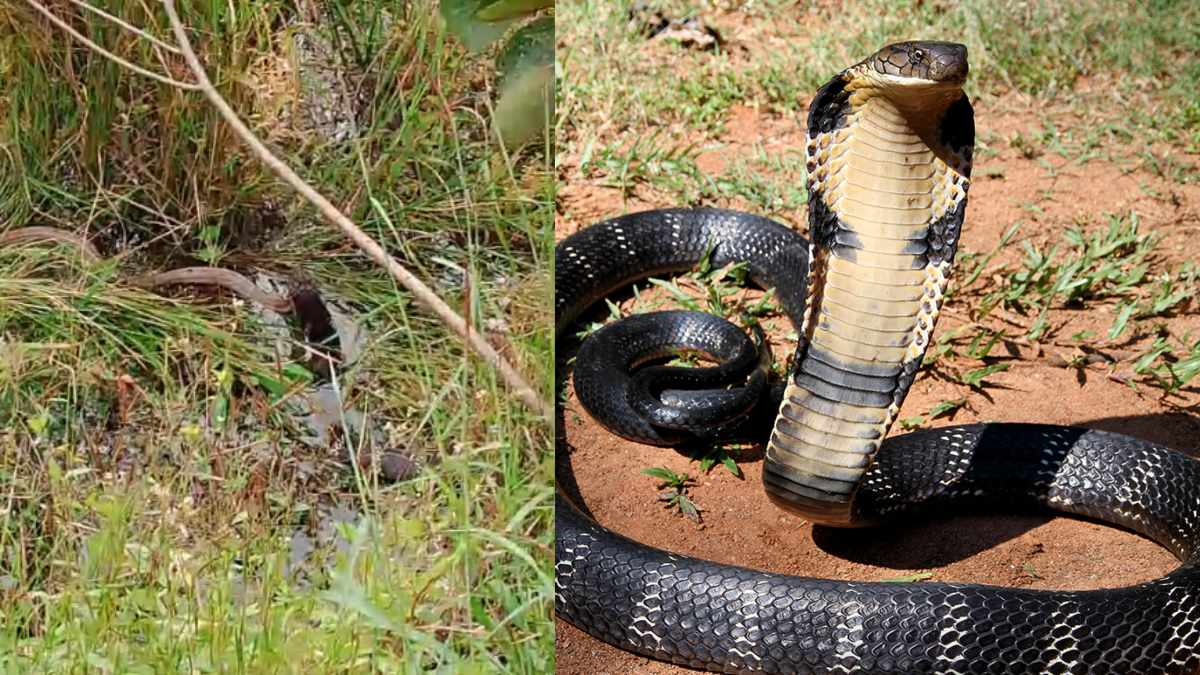 VIDEO: खेत में किंग कोबरा का भयानक रूप देख सहमे ग्रामीण, पल भर में नाग को बनाया अपना शिकार, वीडियो हुआ वायरल…