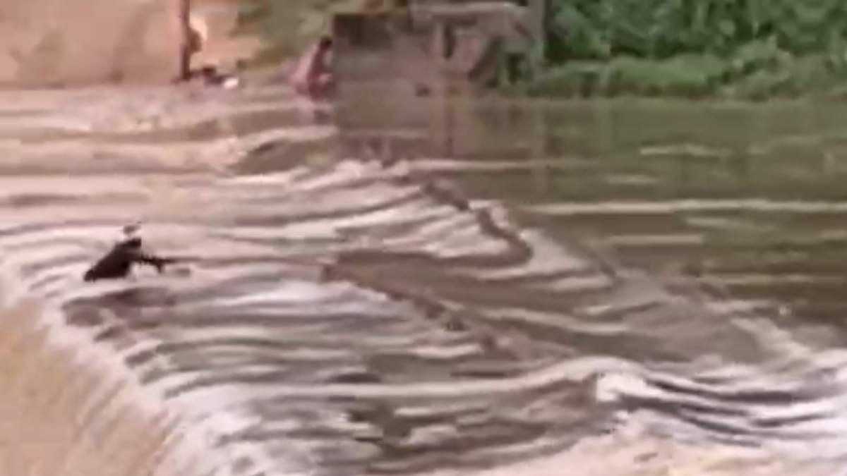 CG NEWS: एनीकेट पार करते समय बहा युवक, टापू पर जाकर फंसा, ग्रामीणों और पुलिस की मदद से बचाई गई जान…