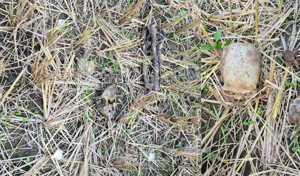 CG NEWS: खेत में कटाई के दौरान मिला नर कंकाल, इलाके में मचा हड़कंप…