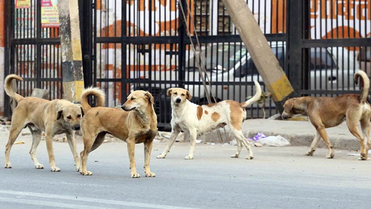 आवारा कुत्तों पर नियंत्रण के नए आदेश का शिक्षकों ने किया विरोध, कहा- “प्राचार्यों पर यह अतिरिक्त बोझ”