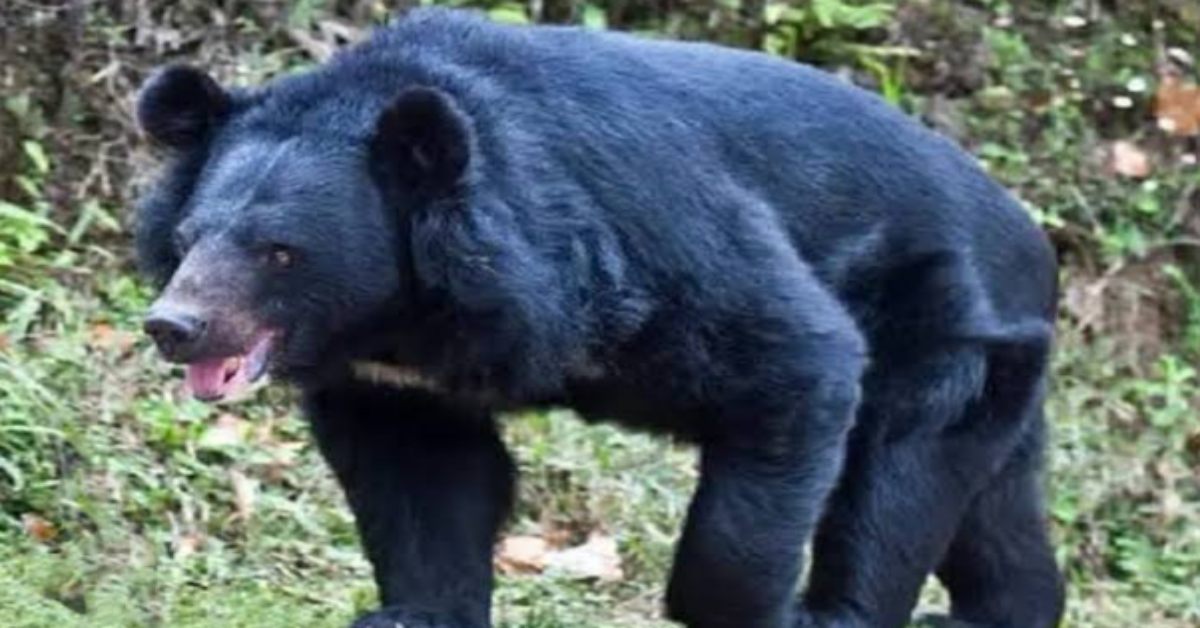 वन्यजीवों से हो रहे नुकसान पर सरकार की निगाह, भालुओं से फसलों को होने वाली क्षति का मुआवजा देने पर हो रहा विचार